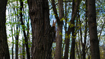 Fototapeta premium squirrel in the park