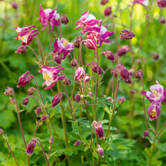 Pink akelei (aquilegia) flower bush in shadow, in the garden