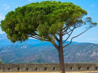 Lonely pine tree, with mountains background. 