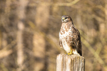 Buzzard in the forest. Sitting on a wooden post. Wildlife Bird of Prey, Buteo buteo, Looking right. Wildlife scene from nature