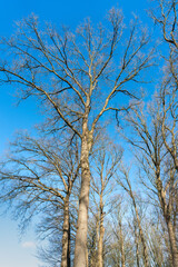 Oak tree without leaves in February in  The Netherlands against blue sky near Loenen.