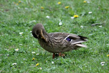 Female duck cleaning the feathers on green background