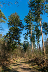 Pine trees in forest that has recently been thinned in The Netherlands near Loenen on The Veluwe.