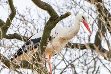 A stork stands in its nest, between twisting branches of the tree. A blue sky in the background. copy-space