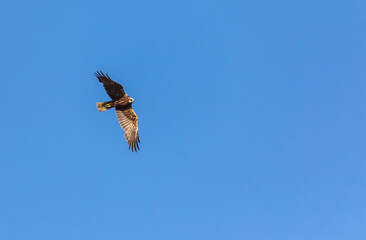 Bald eagle against the blue sky