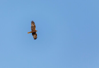 Bald eagle against the blue sky