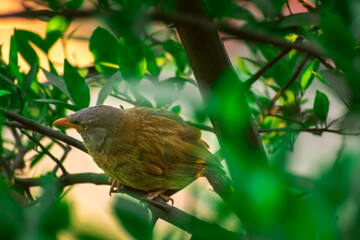 Jungle babbler (Argya striata) in perch, sitting on branches of orange or lemon tree. Bird hiding in green leaves in natural habitat at forest on blur, bright light environment Copy space background.
