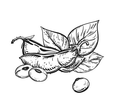 File:Soybean (PSF).png - Wikimedia Commons