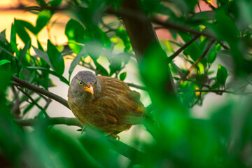 Jungle babbler (Argya striata) in perch, sitting on branches of orange or lemon tree. Bird hiding in green leaves in natural habitat at forest on blur, bright light environment Copy space background.