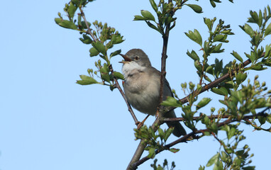 A beautiful singing male Whitethroat, Sylvia communis, perched in a Hawthorn Tree in bud in spring.