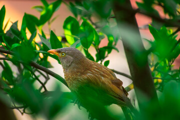 Jungle babbler (Argya striata) in perch, sitting on branches of orange or lemon tree. Bird hiding in green leaves in natural habitat at forest on blur, bright light environment Copy space background.