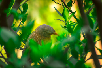 Jungle babbler (Argya striata) in perch, sitting on branches of orange or lemon tree. Bird hiding in green leaves in natural habitat at forest on blur, bright light environment Copy space background.