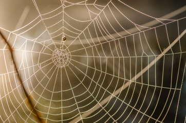 Cobweb sprinkled with drops of dew.