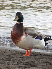 Duck and Seagull, Llanquihue Lake, Puerto Varas, Chile 