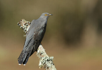 A Cuckoo, Cuculus canorus, perching on a branch in a meadow at the edge of heathland.