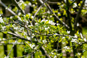 branches of a blooming cherry plum in the garden in spring