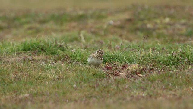 A Woodlark, Lullula arborea, hunting around in a meadow for  food.