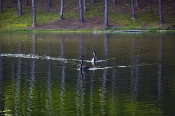 A couple of swan swimming together in lake