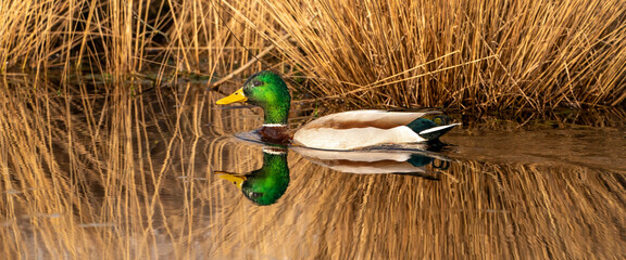 Green duck swims in a lake with reeds on the shore. Male duck has beautiful plumage, a green head, white neck band and dark brown breast. Border, webbanner or social media