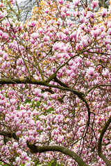 Obraz premium Magnolien in der Blüte