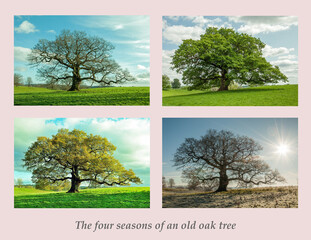 Four seasons for the old oak tree.