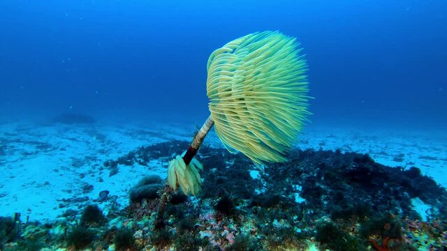 Beautiful nature underwater - Yellow sea spirograph in dep sea water