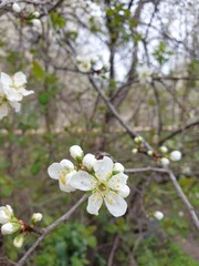 A branch of blossoming cherry plum in the park