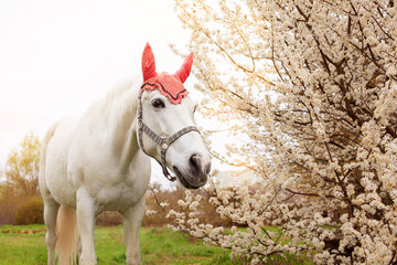 A white horse in a red hat eats green grass on a meadow. Pasture, nature flowering trees. spring...