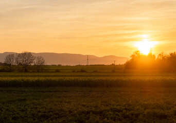 Naklejka na ściany i meble sunset over the rapeseed field