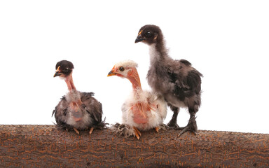 Three chickens on a log isolated on white