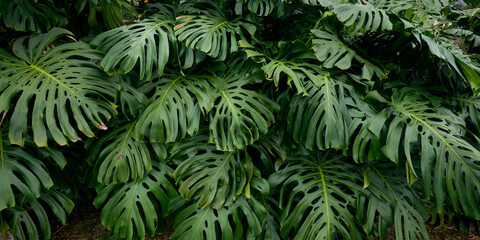 Panoramic background with green tropical leaves Monstera in Hawaii.