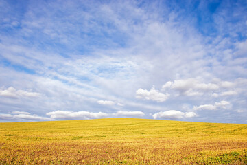 Blue skies and yellow fields.