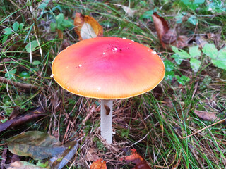 The lonely red mushroom amanita muscaria grows in the grass.