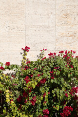 Drillingsblume im Eram Garten, in Shiraz, Iran