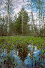 Evening spring sunset in nature