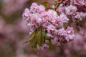 Beautiful sakura branch at the beginning of flowering