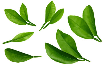 citrus leaves isolated on white background. top view. clipping path