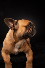 Bouledogue français