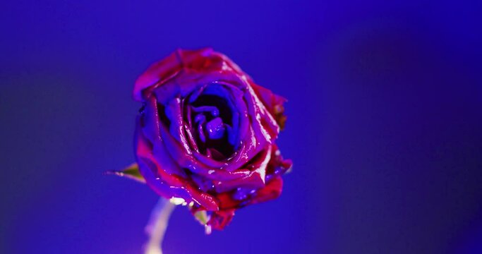 Slow Motion 60 fps Shot of a Red Rose Burning in Kuala Lumpur, Malaysia 