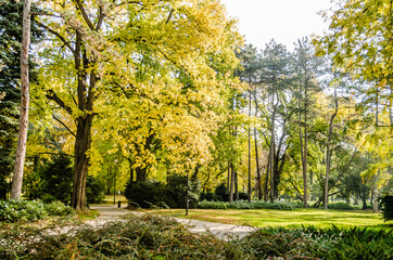 City park in Novi Sad in the autumn period of the year. Autumn landscape with sunny trees in the city park