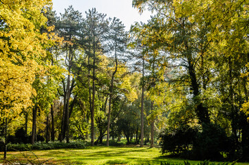 City park in Novi Sad in the autumn period of the year. Autumn landscape with sunny trees in the city park