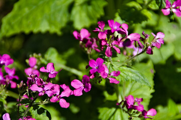 I fiori nel giardino in primavera