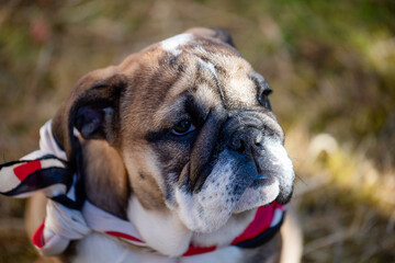Puppy of Red English British Bulldog in neckless outdoors sitting and on the garden
