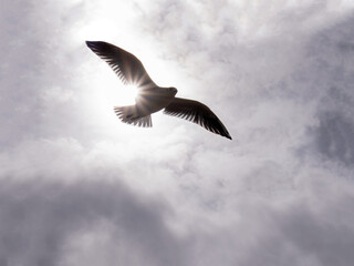 Seagull in the sky