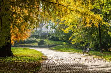 Autumn trees in one of the parks in the city of Novi Sad - Serbia.