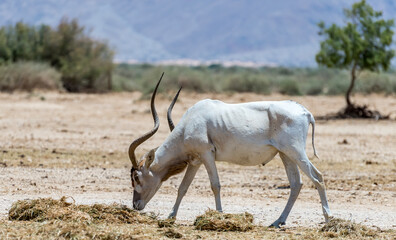 Curved horned antelope Addax (Addax nasomaculatus) was introduced from Sahara desert and well adopted in nature reserves of the Middle East 