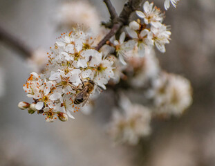 Honey bee on cherry tree 