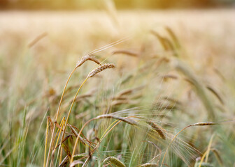 a golden wheat field in a summer day