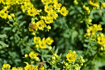 Api in primavera sui fiori gialli della ruta
