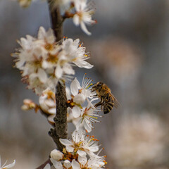 Honey bee on cherry tree 